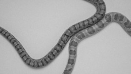 REBECCA SCHWARZMEIER