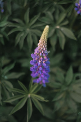 REBECCA SCHWARZMEIER