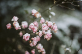 REBECCA SCHWARZMEIER